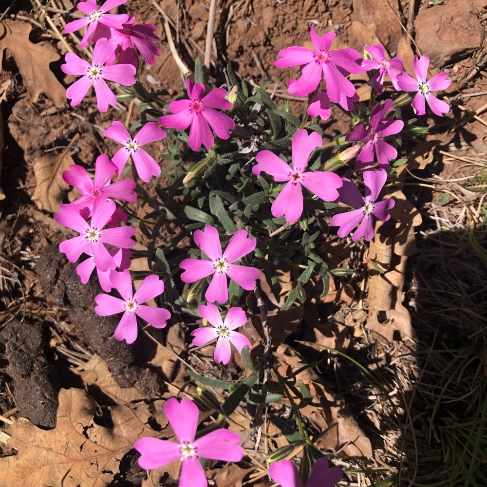 Meet your Posher, Noelle